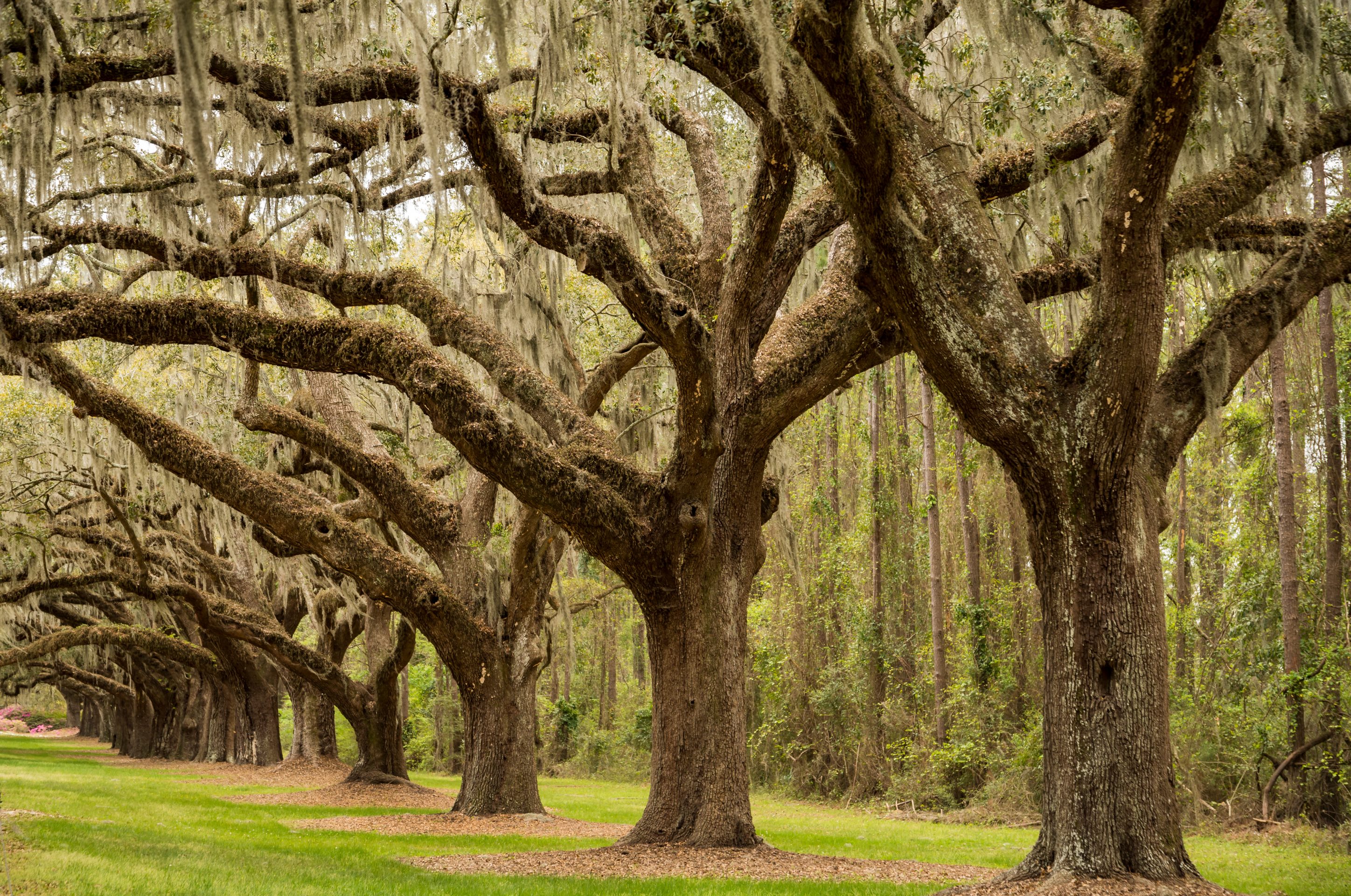 Boone Hall pantation in Charleston SC USA